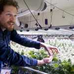 Giono Barrett, of Rainforest Farms, talks about the cannabis plants reaching the flowering stage before the harvest of their first crop of marijuana at their Juneau facility on Tuesday, Nov. 8, 2016.