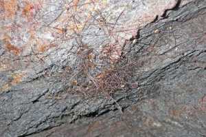 A small cluster of daddy longlegs seeks protection in a mine adit.