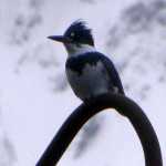 A male belted kingfisher in the downtown harbor on Dec. 26.