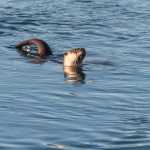 River otter on the Mendenhall River on Jan. 3.