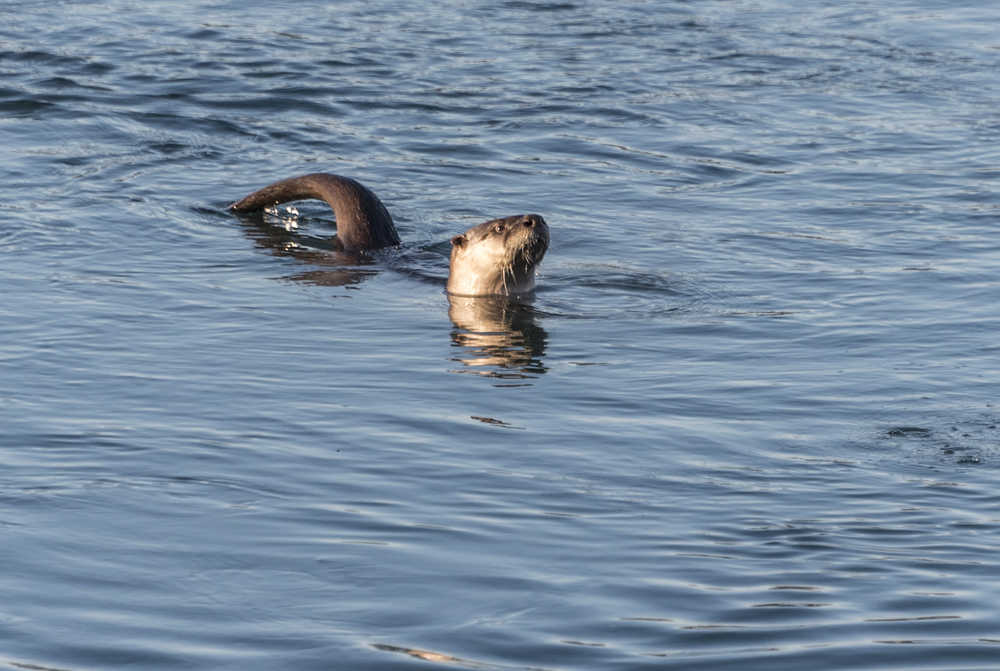 River otter on the Mendenhall River on Jan. 3.
