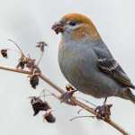 A pine grosbeak munches on old seeds on Dec. 22.