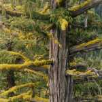 This undated photo shows a yellow-cedar tree growing east of the Cascade Crest in Washington state. A study documenting mortality of yellow cedar trees in Alaska and British Columbia concludes that the future is gloomy for the iconic species valued for its commercial and cultural values.
