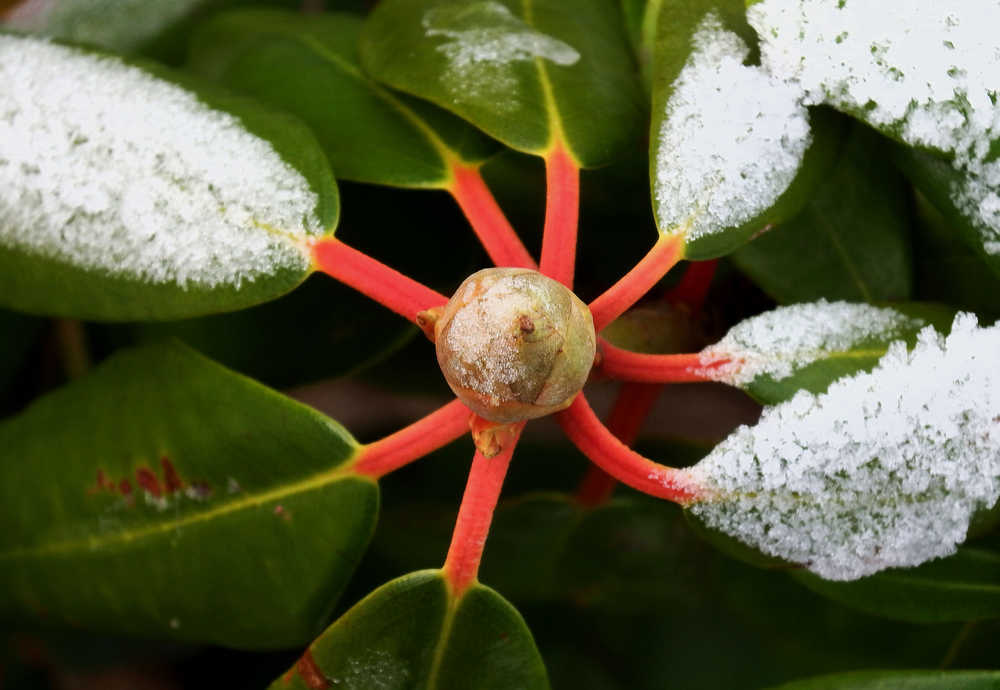 A dream of spring: A rhododendron bud waits for spring near the bus barn downtown on Jan. 5.