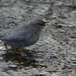 A dipper feeding in Gold Creek on Jan. 5.