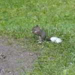 A young squirrel with a genetic mutation giving him a white tail, white paws, and white whiskers is seen in a Mendenhall Valley yard last summer. One of a set of twins born with the same mutation: As they grew their tails became completely white from base to tip.