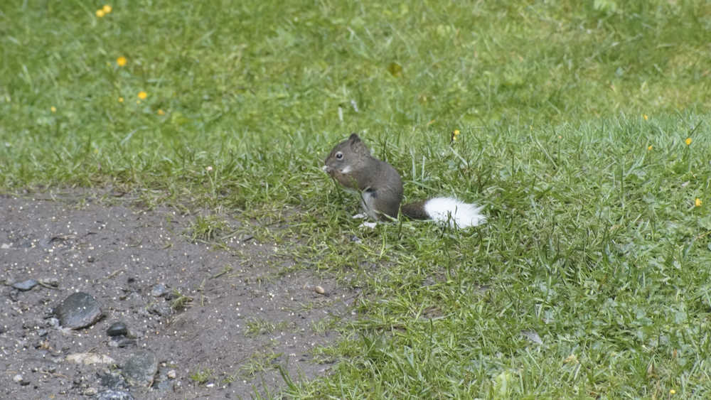 A young squirrel with a genetic mutation giving him a white tail, white paws, and white whiskers is seen in a Mendenhall Valley yard last summer. One of a set of twins born with the same mutation: As they grew their tails became completely white from base to tip.