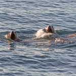 The photographer gets a double stare from sea lions.