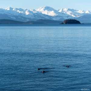 Sea lions with Bird Island and Chilkat Mountains in the background.