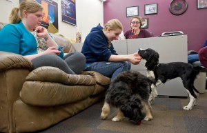 University of Alaska Southeast students Melissa Arnold, center, Hannah Wolfe-McPike, left, and Callie Conerton play with puppies Ray, right, and Max in the student government office at UAS on Monday. Conerton, the UAS Student Body President, had the idea to use the puppies as a stress release for students getting ready for next week's finals.