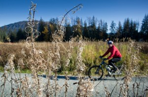 Fireweed curls in the dry weather at Brotherhood Bridge park on Monday. The weather is forecasted to remain clear through the week.