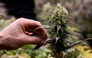 This file photo from Nov. 8 shows a flowering cannabis plant at Rainforest Farms in Juneau.