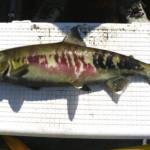 Dog salmon (Courtesy Photo | Alaska Department of Fish and Game)