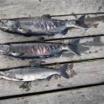 Dog salmon, breeding colors. (Courtesy Photo | Vineyard, Wikipedia Creative)