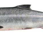 Chum salmon, aka dog salmong, aka silverbrite salmon (Courtesy Photo | Alaska Department of Fish and Game)