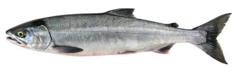 Chum salmon, aka dog salmong, aka silverbrite salmon (Courtesy Photo | Alaska Department of Fish and Game)