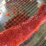 Skein of dog salmon eggs (Vivian Faith Prescott | Capital City Weekly)