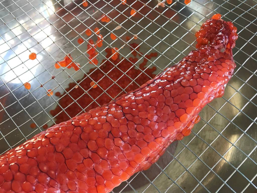 Skein of dog salmon eggs (Vivian Faith Prescott | Capital City Weekly)