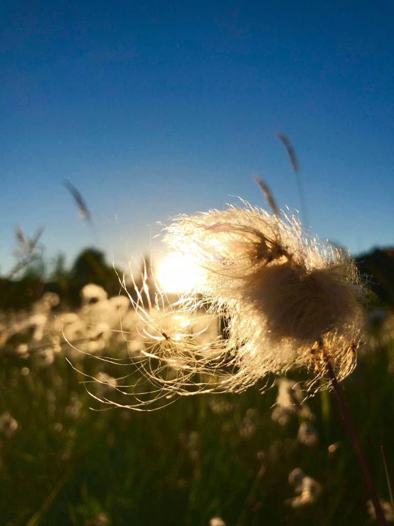 Cotton grass field next to the fireweed field near the Brotherhood Bride parking lot, July 29. (Lexi Anne | Courtesy Photo)