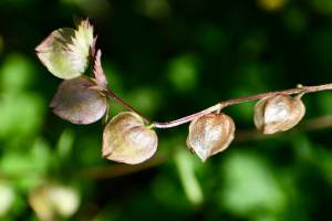 Delicate seed pods, July 30. (Helen Unruh | Courtesy Photo)