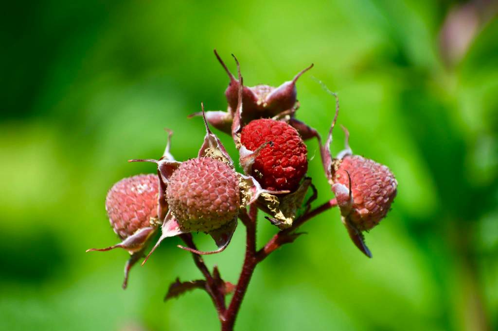 Thimbleberries at Fish Creek, July 31. (Helen Unruh | Courtesy Photo)
