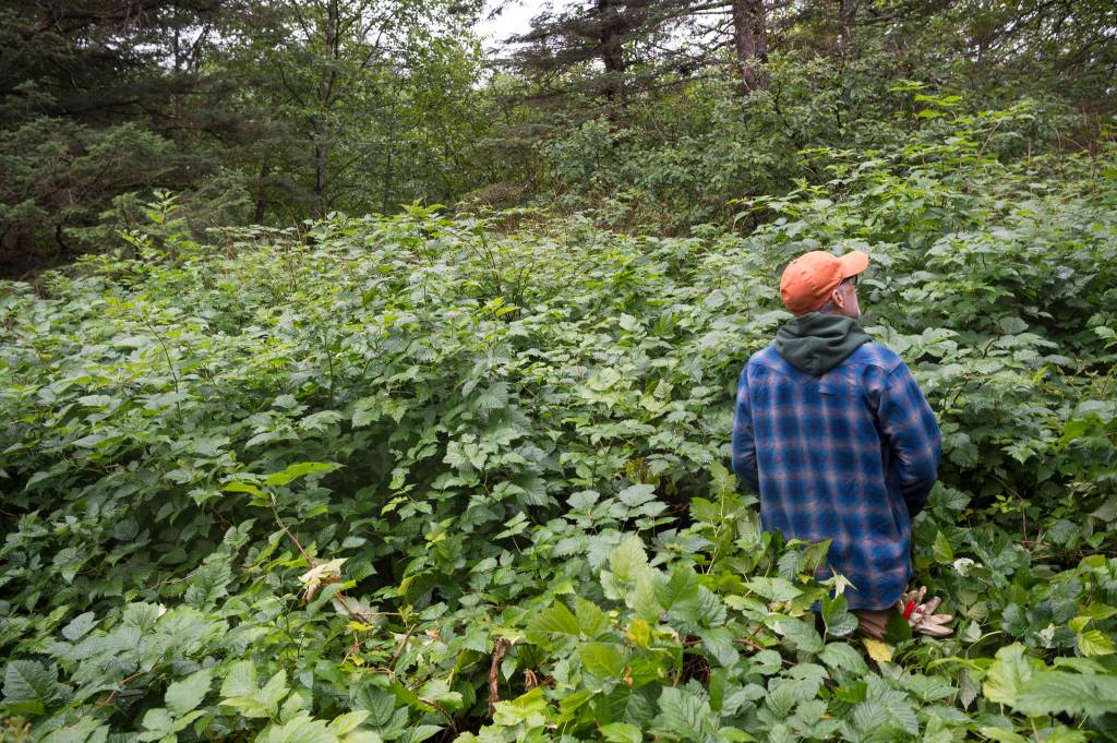 Ben Patterson, the citys park maintenance supervisor, searches through head-tall bushes as he gives a tour of the cemetery sections in Douglas on Monday, August 13, 2018. (Michael Penn | Juneau Empire)