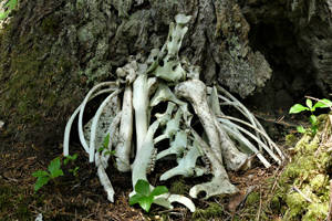 Off the Beaten Path: The meditative quality of butchering deer meat