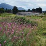 The field owned by Bicknell Inc. next to the Juneau International Airport on Wednesday, August 15, 2018. (Michael Penn | Juneau Empire)
