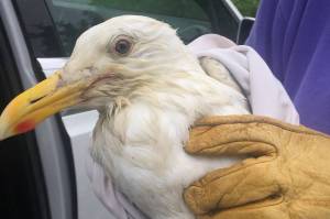 Fishing gear downs seagull