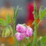 Sweet peas flower at Lemon Creek Correctional Center on Friday, Aug. 24, 2018. (Michael Penn | Juneau Empire)