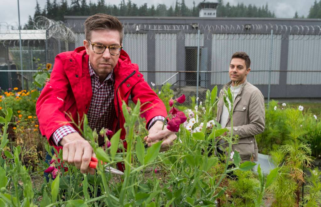 Jeremy Bauer, left, and Jason Clifton, right, of Frenchies Floral Studio, harvest sweet pea flowers as part of a flower-growing collaboration at Lemon Creek Correctional Center on Friday, Aug. 24, 2018. (Michael Penn | Juneau Empire)