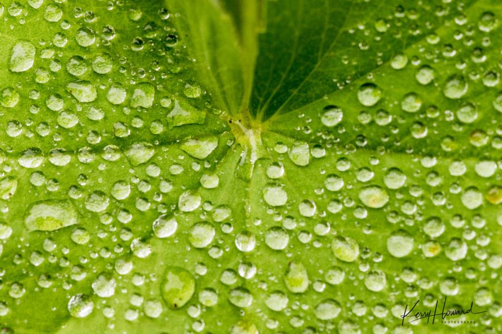 Raindrops on ladys mantle in Juneau on Aug. 12. (Courtesy Photo | Kerry Howard)