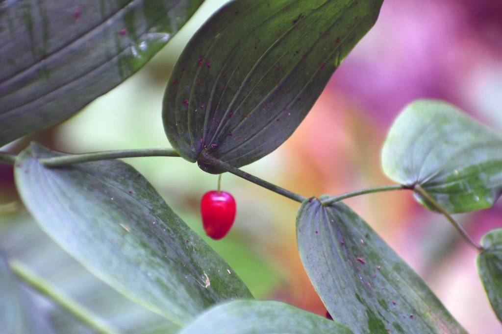 A watermelon berry on Trail on Time. (Courtesy Photo | Helen Unruh)