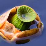 A water lily at Auke Lake. (Courtesy Photo | Helen Unruh)