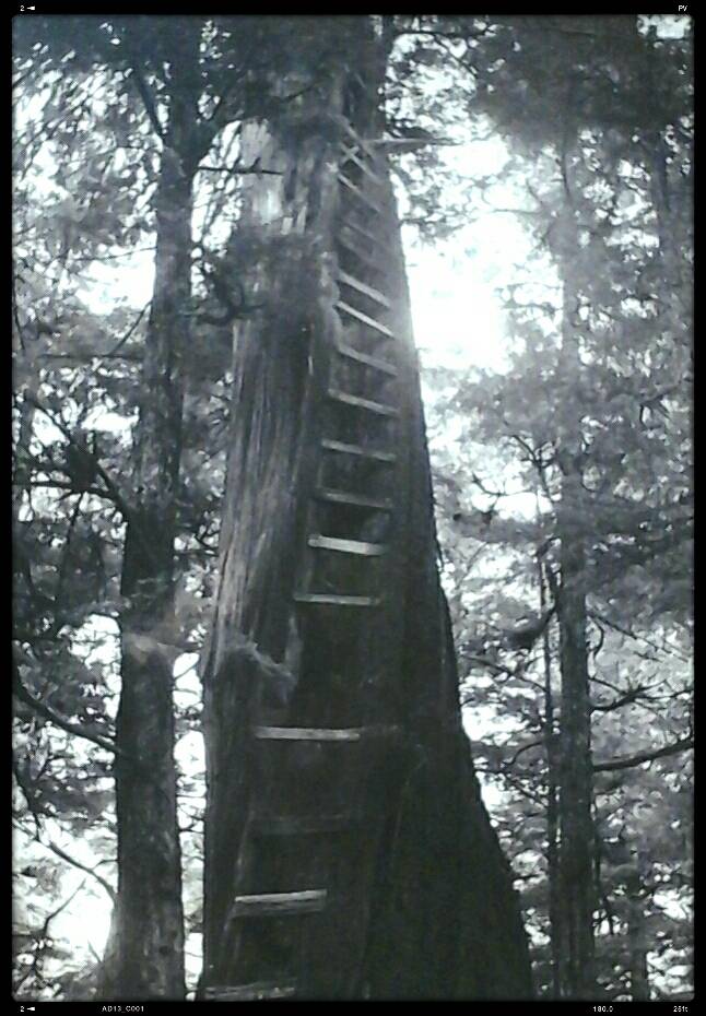 A photograph of a photograph of a tree ladder in the forest. The author snapped this picture on Aug. 21, 2018, of an original taken in the summer of 2008. (Tara Neilson | For the Capital City Weekly)