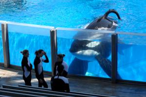 In this March 7, 2011 photo orca whale Tilikum, right, watches as SeaWorld Orlando trainers take a break during a training session at the theme park's Shamu Stadium in Orlando, Fla. Tilikum, an orca that killed a trainer at SeaWorld Orlando in 2010, has died. According to SeaWorld, the whale died Friday, Dec. 30. 2016.