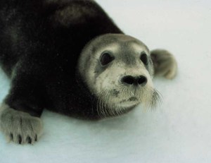 Bearded seal pup