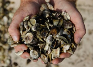 In this Monday, Sept. 12, 2013 file photo, an oyster cultivator holds oyster seed before spreading it into the waters of Duxbury Bay in Duxbury, Mass. A study published Monday, Aug. 8 connects rising temperatures to increasing rates of several waterborne diseases. About a dozen species of vibrio bacteria make people sick from eating raw or undercooked seafood, particularly oysters, or drinking or swimming in tainted water.