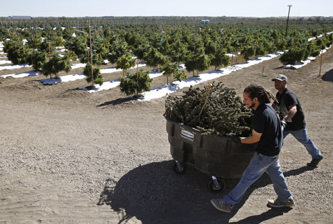 In this Oct. 4, 2016, file photo, farmworkers transport newly-harvested marijuana plants, at Los Suenos Farms, America's largest legal open air marijuana farm, in Avondale, southern Colorado.