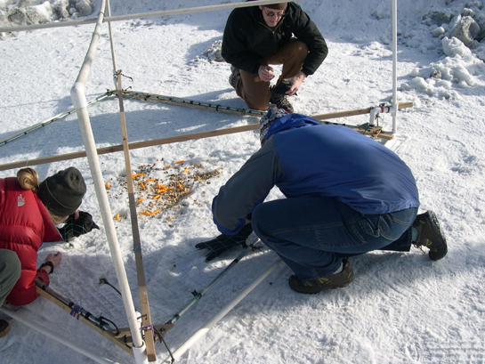 This March 11, 2008, photo provided by the USGS Alaska Science Center shows a drop net to capture northwestern crows in Valdez, Alaska. Some northwestern crows have avian keratin disorder. Affected birds grow beaks that are freakishly long and that sometimes curve up or down. It has affected 6.5 percent of southcentral Alaska's black-capped chickadees and 17 percent of the area's northwestern crows.