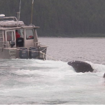 The whale, Festus, was towed to shore on Sunday afternoon and it will go through a necropsy examination on Tuesday.