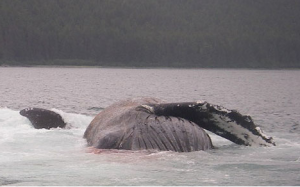 The whale, Festus, was towed to shore on Sunday afternoon and it will go through a necropsy examination on Tuesday.