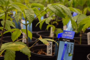 In this file Aug. 20 photo, rows of cannabis plants are seen in the vegetative room of a cannabis farm in Juneau.