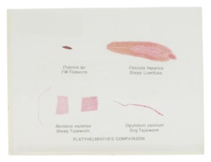 In the words of Mary Willson, 'Ick'