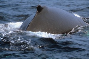 A team of researchers recording the sounds of whales in Alaska’s Arctic have recorded humpback whales singing in the Chukchi Sea, something previously thought to happen only in tropical waters.