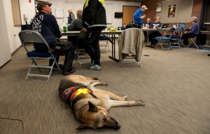 Juneau SEADOGS canine Panzer rests at the Sitka Fire Hall after spending the morning in the Mt. Verstovia woods Friday, Sept. 23, looking for signs of missing hiker Michael Hansen. Four Southeast Alaska Dogs Organized for Ground Search (SEADOGS) including Panzer, from Juneau, were flown to Sitka to assist in the search. Pictured at left is Liam Higgins, Panzer's handler. The body of the hiker was discovered late afternoon Friday.