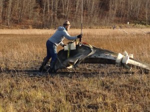 Researchers collect last whale bones off Anchorage shore