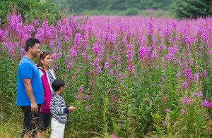 Michael Penn | Juneau Empire Gerald and Azela Guzman with their son, Gerald Jr., 8, stop to admire the field of fireweed near the Juneau International Airport.