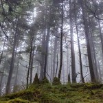 Forest primeval, Heintzleman Ridge Trail. (Kerry Howard)