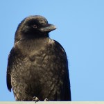Raven, Homer, early January. (Linda Shaw)